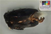 臺灣藍鵲藏品圖，第5張